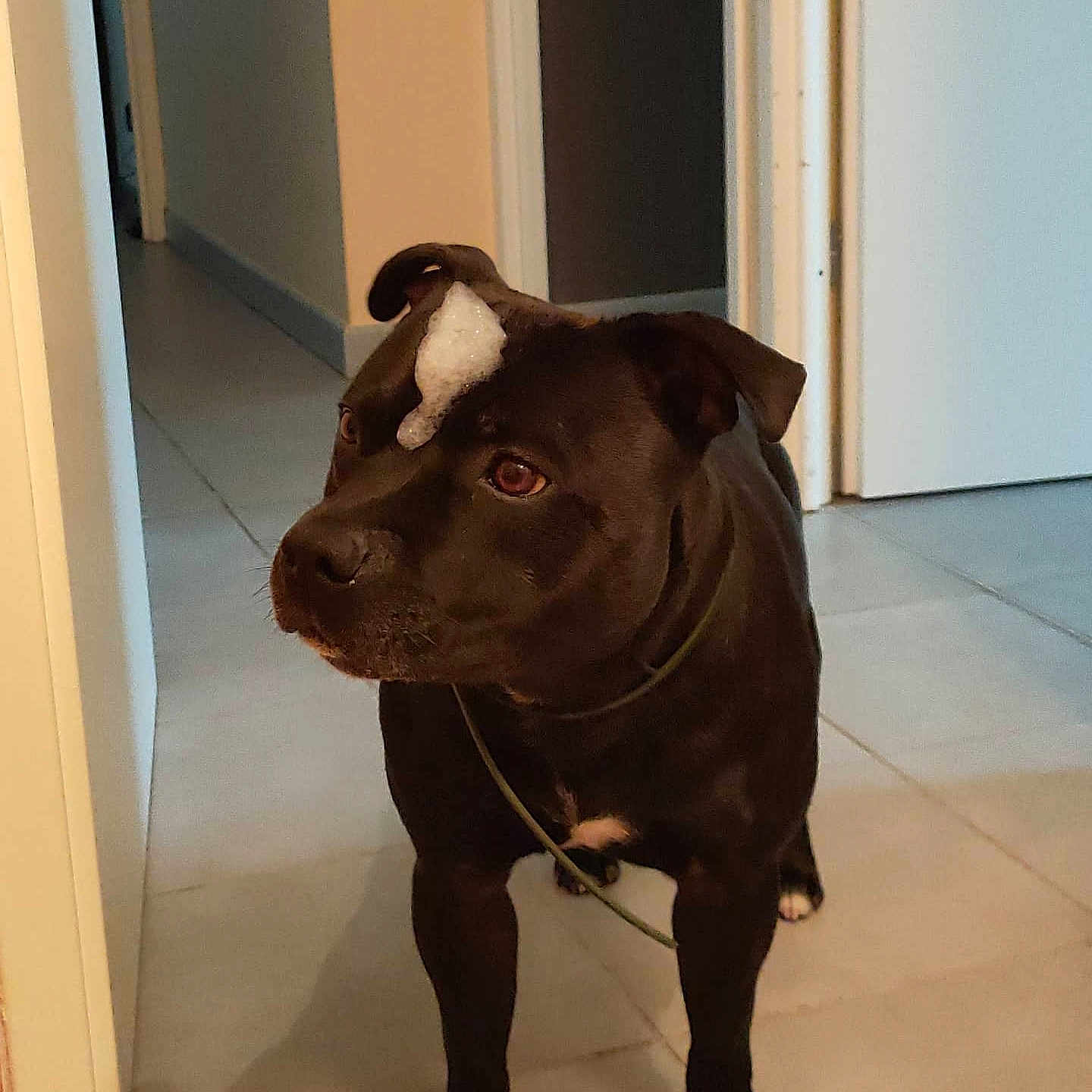 Néo a rejoint le concours — aidez-le/la à gagner de superbes lots ! animal, bostonbull, boxer, bulldog, canine, dog, door, frenchbulldog, hardwood, hound, indoors, interiordesign, labradorretriever, pet, pitbull, puppy, snout, stainedwood, window, wood