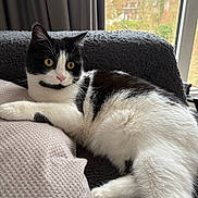 Alaska a rejoint le concours — aidez-le/la à gagner de superbes lots ! cat, black_and_white, indoor, cushion, window, curious, relaxed, yellow_eyes, fur, pet, cozy, home, resting, whiskers, pink_nose, paw, texture, curtain, background, animal