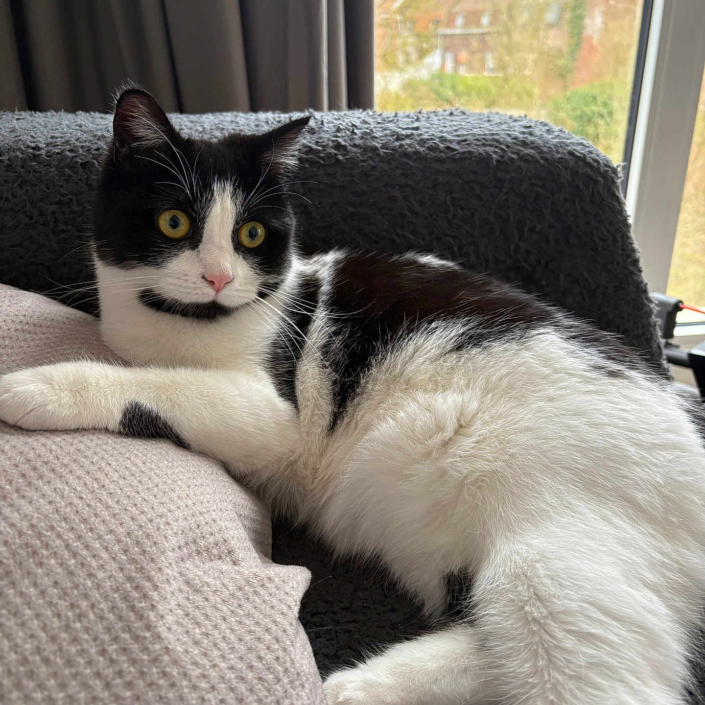 Alaska a rejoint le concours — aidez-le/la à gagner de superbes lots ! cat, black_and_white, indoor, cushion, window, curious, relaxed, yellow_eyes, fur, pet, cozy, home, resting, whiskers, pink_nose, paw, texture, curtain, background, animal