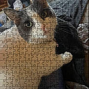 Mamas is registered to the contest to win money with this photo: cat, feline, pet, jigsaw_puzzle, puzzle_pieces, closeup, portrait, whiskers, green_eyes, paw, collar, bedding, blanket, indoor, product_page, website_screenshot, logo, header_text, grid_overlay, cozy