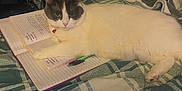 Mamas is registered to the contest to win money with this photo: cat, feline, white_cat, gray_face, collar, bell, notebook, pen, papers, tablet_device, bed, blanket, plaid_blanket, indoor, study_scene, paw, green_pen, eyes, face, cluttered_background