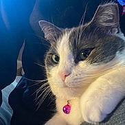 Mamas is registered to the contest to win money with this photo: cat, close_up, pet, animal, whiskers, fur, collar, pink_bell, indoor, cozy, cute, face, feline, domestic_cat, portrait, resting, soft_lighting, white_and_gray, relaxed, companion