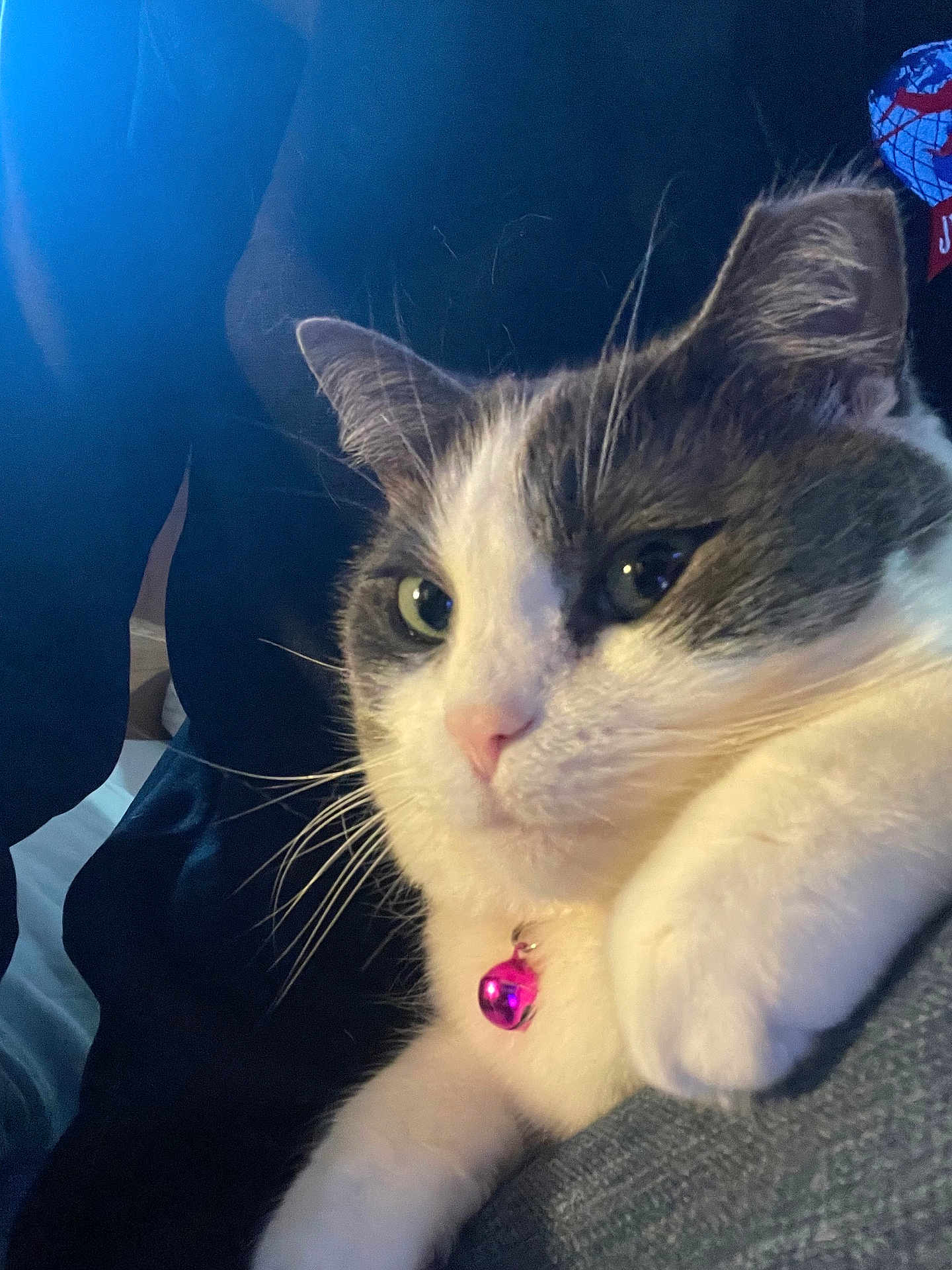 Mamas is registered to the contest to win money with this photo: cat, close_up, pet, animal, whiskers, fur, collar, pink_bell, indoor, cozy, cute, face, feline, domestic_cat, portrait, resting, soft_lighting, white_and_gray, relaxed, companion