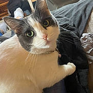 Mammas is registered to the contest to win money with this photo: animal, black_and_white, blanket, casual, cat, close_up, collar, cozy, curious, cute, domestic, feline, fur, green_eyes, home, indoor, lap, pet, relaxed, whiskers