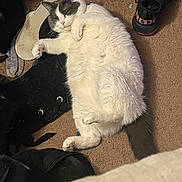 Mammas is registered to the contest to win money with this photo: bedroom, belly_up, carpet, cat, chonky_cat, close_up, cozy, fur, gray_markings, indoor, nap, paws, pet, relaxed, shoes, sleeping, slipper, sneaker, tail, white_cat