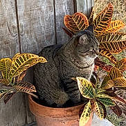 Rowan joined the competition — help win amazing prizes! cat, tabby_cat, plant_pot, leaves, outdoor, nature, foliage, terra_cotta, wooden_wall, grass, pet, animal, sitting, curious, striped, green, yellow, orange, brown, relaxed