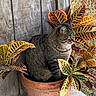 cat, tabby_cat, plant_pot, leaves, outdoor, nature, foliage, terra_cotta, wooden_wall, grass, pet, animal, sitting, curious, striped, green, yellow, orange, brown, relaxed