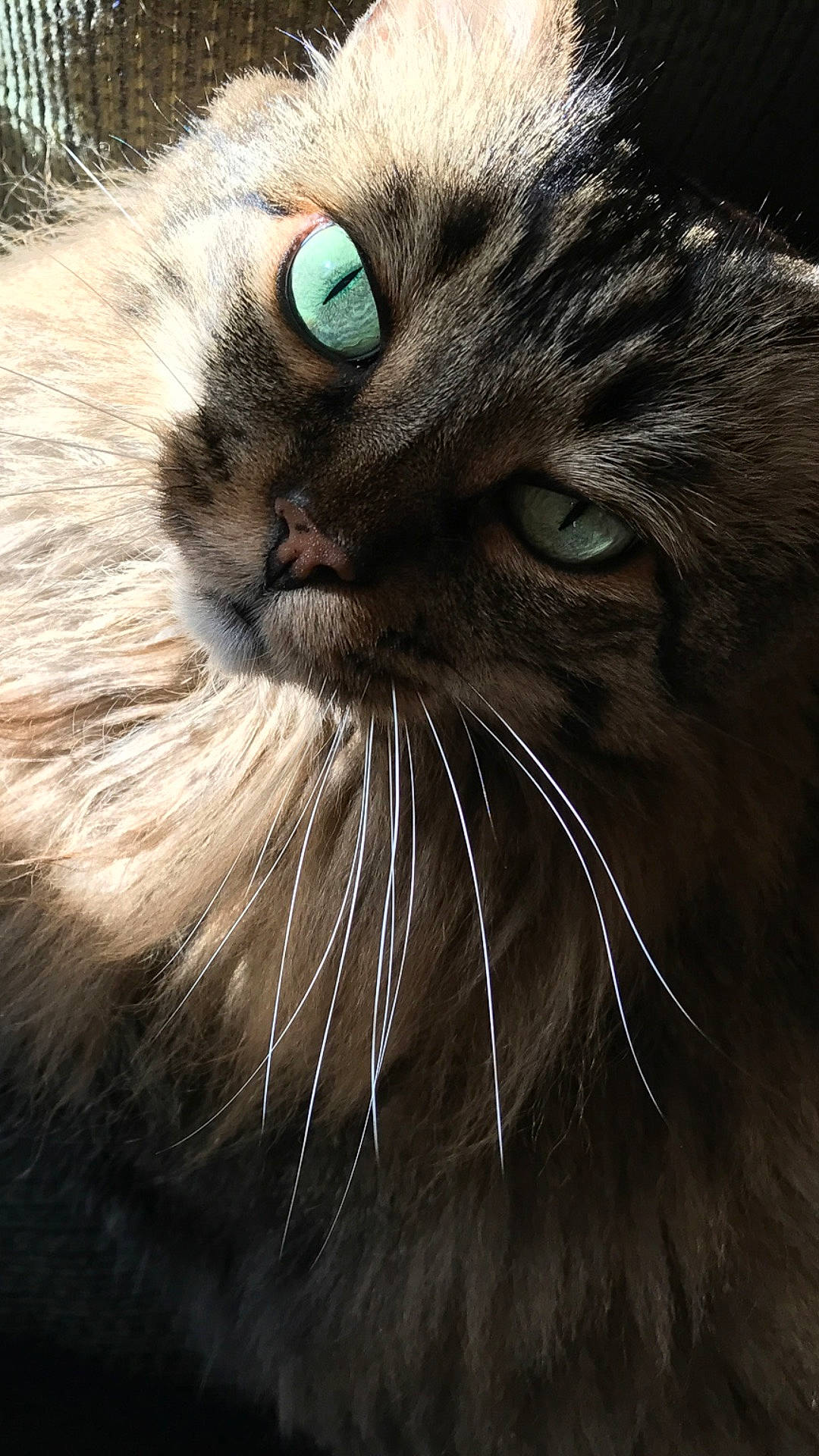 Eevee joined the competition — help win amazing prizes! carnivore, cat, close_up, darkness, domestic_short_haired_cat, felidae, fur, grey, iris, paw, small_to_medium_sized_cats, snout, tail, terrestrial_animal, whiskers, wildlife