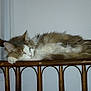 Frimousse a rejoint le concours — aidez-le/la à gagner de superbes lots ! animal, cat, cozy, ears, feline, fluffy, fur, furniture, home, indoor, nap, paw, peaceful, pet, quiet, relaxed, resting, sleeping, whiskers, wooden_headboard