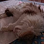 Frimousse participe au concours pour gagner de l'argent avec cette photo : animal, bed, blanket, calm, cat, closeup, comfort, cozy, cute, domestic, fabric, fluffy, fur, indoor, pet, quiet, relaxing, resting, sleeping, soft