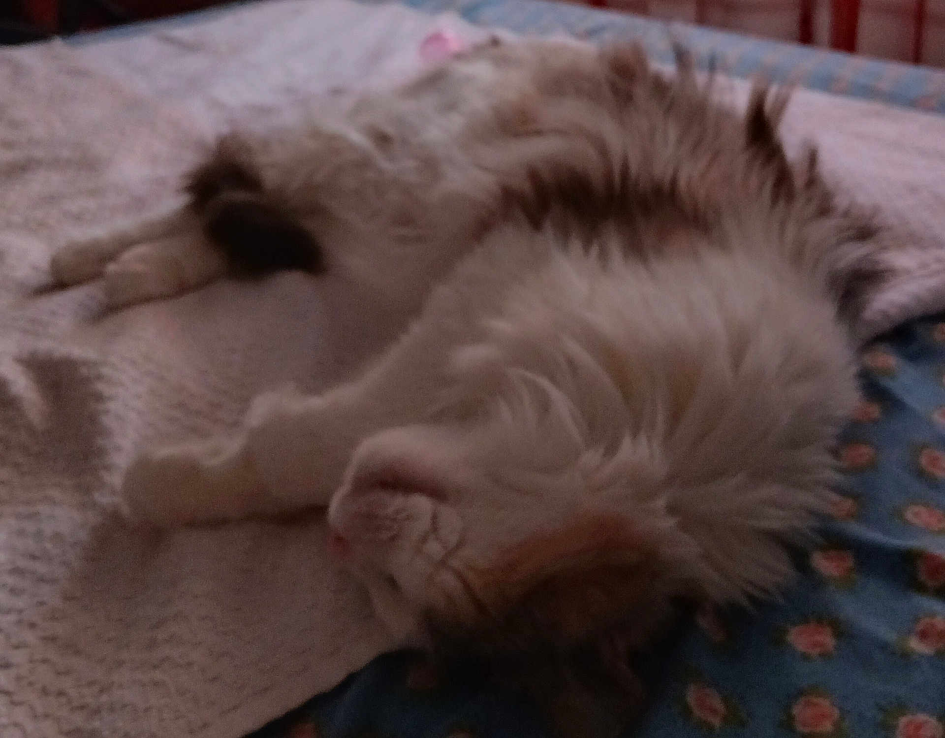 Frimousse participe au concours pour gagner de l'argent avec cette photo : animal, bed, blanket, calm, cat, closeup, comfort, cozy, cute, domestic, fabric, fluffy, fur, indoor, pet, quiet, relaxing, resting, sleeping, soft