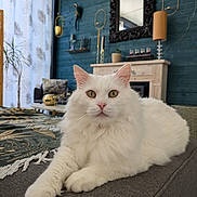 Odin a rejoint le concours — aidez-le/la à gagner de superbes lots ! animal, cat, close_up, couch, cozy, curtains, decor, fluffy_cat, furniture, gold_accents, green_eyes, indoor, living_room, mirror, pet, plant, portrait, relaxed, table, white_cat