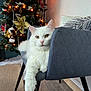 Odin participe au concours pour gagner de l'argent avec cette photo : animal, cat, chair, christmas_tree, cozy, cushion, decor, feline, floor, furniture, holiday_decor, home, indoor, lighting, ornaments, paw, pet, relaxed, wall, white_cat