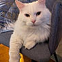 Odin participe au concours pour gagner de l'argent avec cette photo : animal, cat, chair, cozy, cushion, cute, domestic_animal, feline, fluffy, fur, home, indoor, looking_at_camera, paw, pet, portrait, relaxed, sitting, white_cat, wooden_floor