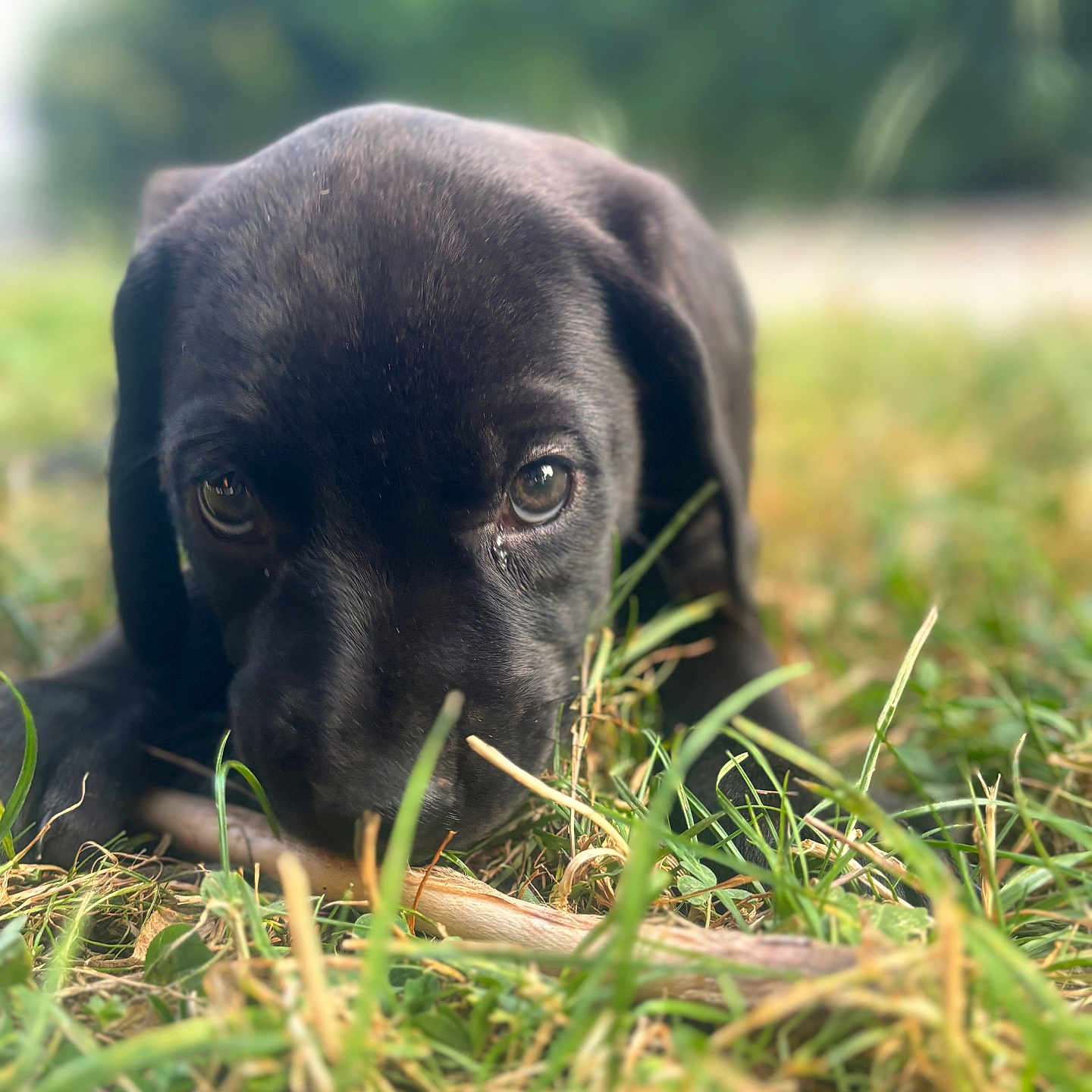 Kyra a rejoint le concours — aidez-le/la à gagner de superbes lots ! animal, beagle, canine, cockerspaniel, dog, field, grass, grassland, hound, labradorretriever, lawn, nature, outdoors, pet, plant, pointer, puppy, snout