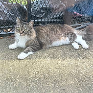 Aaron joined the competition — help win amazing prizes! animal, calm, cat, concrete, daylight, feline, fence, fluffy, grass, green_eyes, ground, metal_mesh, nature, outdoor, pet, relaxed, resting, side_view, tabby, white_paws