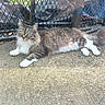 animal, calm, cat, concrete, daylight, feline, fence, fluffy, grass, green_eyes, ground, metal_mesh, nature, outdoor, pet, relaxed, resting, side_view, tabby, white_paws