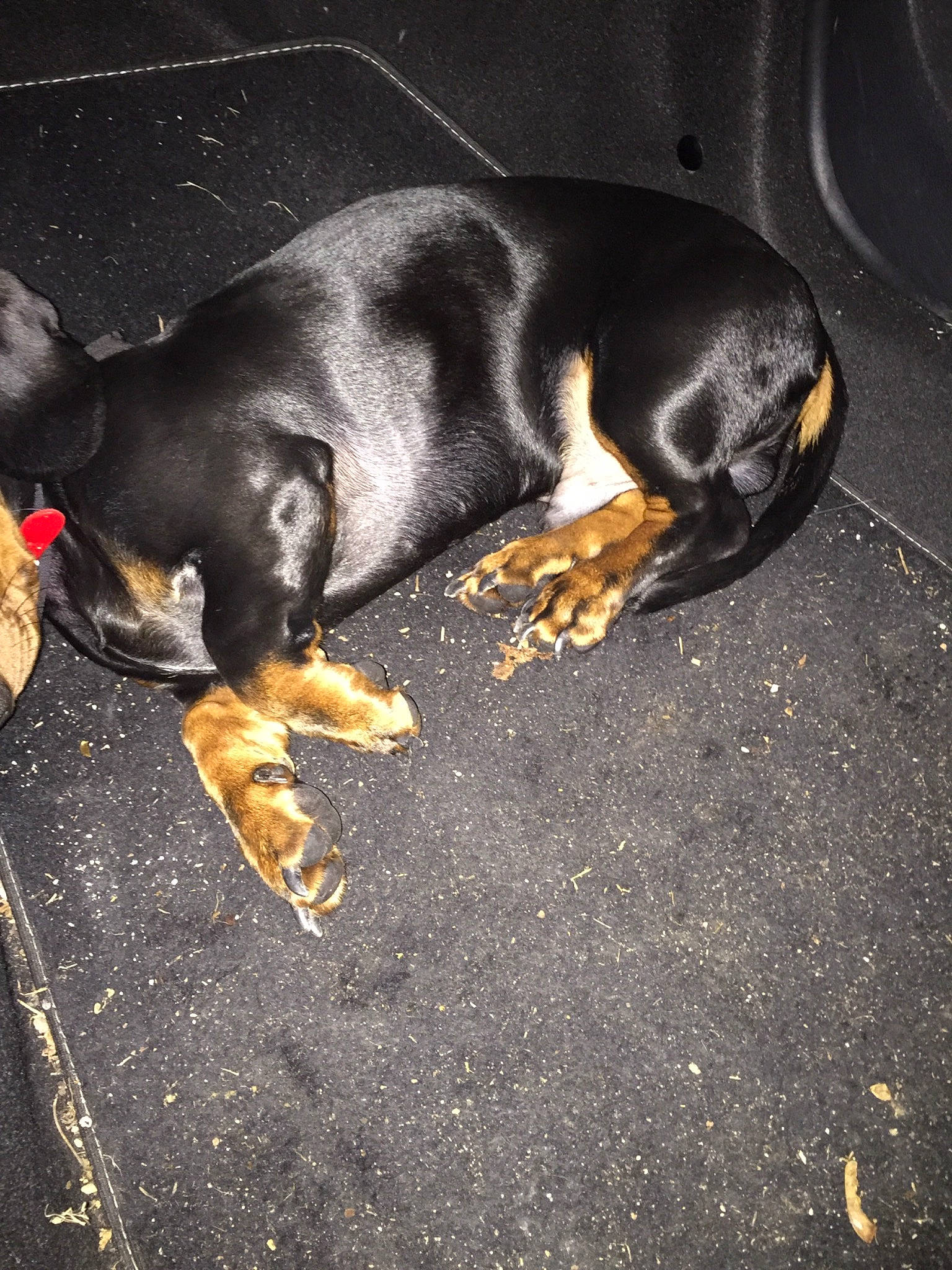 Dyson participe au concours pour gagner de l'argent avec cette photo : austrian_black_and_tan_hound, canidae, carnivore, dobermann, dog, dog_breed, fawn, miniature_pinscher, pinscher, puppy, smaland_hound, snout, street_dog, tail, transylvanian_hound