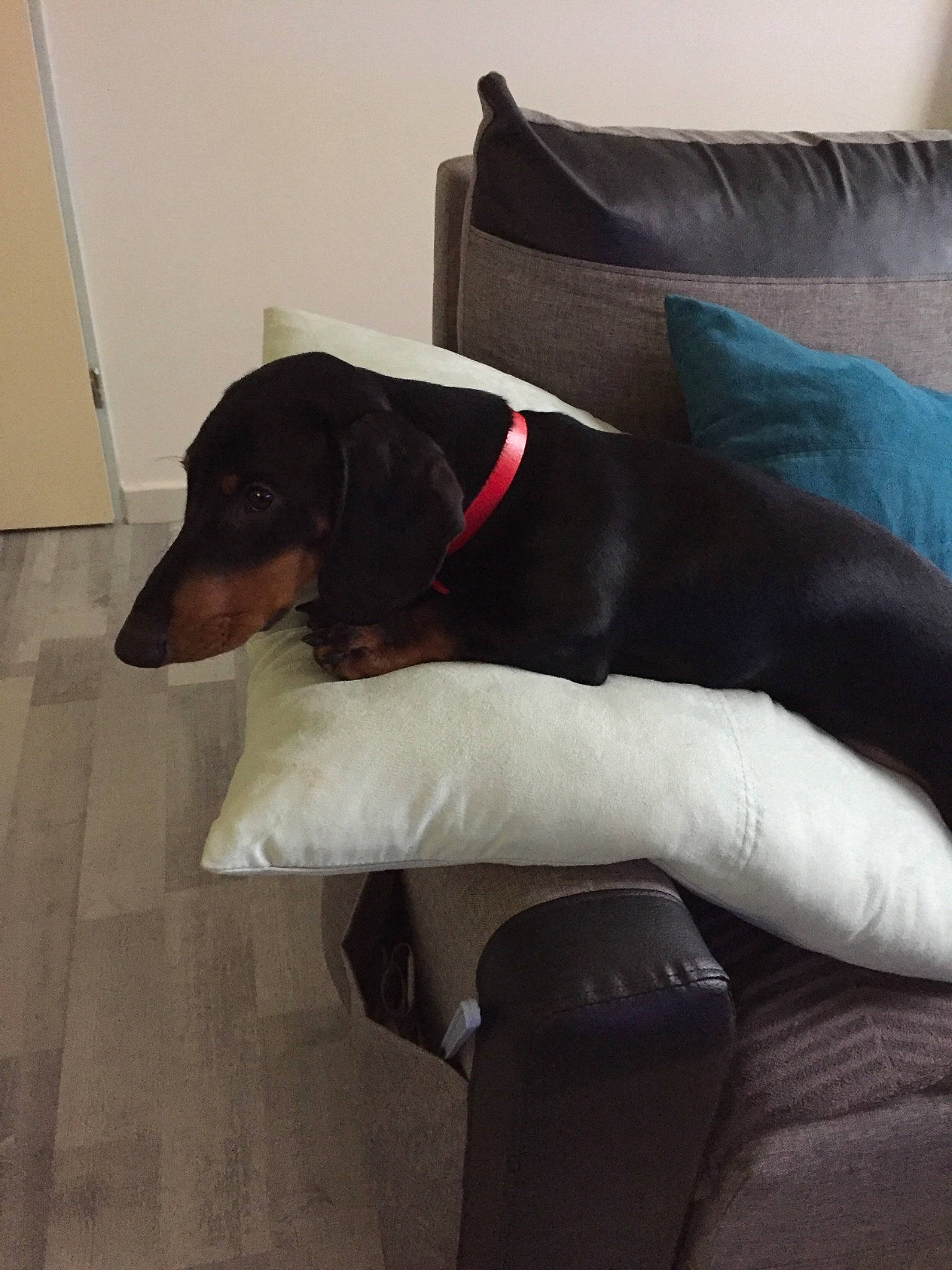 Dyson participe au concours pour gagner de l'argent avec cette photo : canidae, carnivore, companion_dog, dachshund, dog, dog_breed, furniture