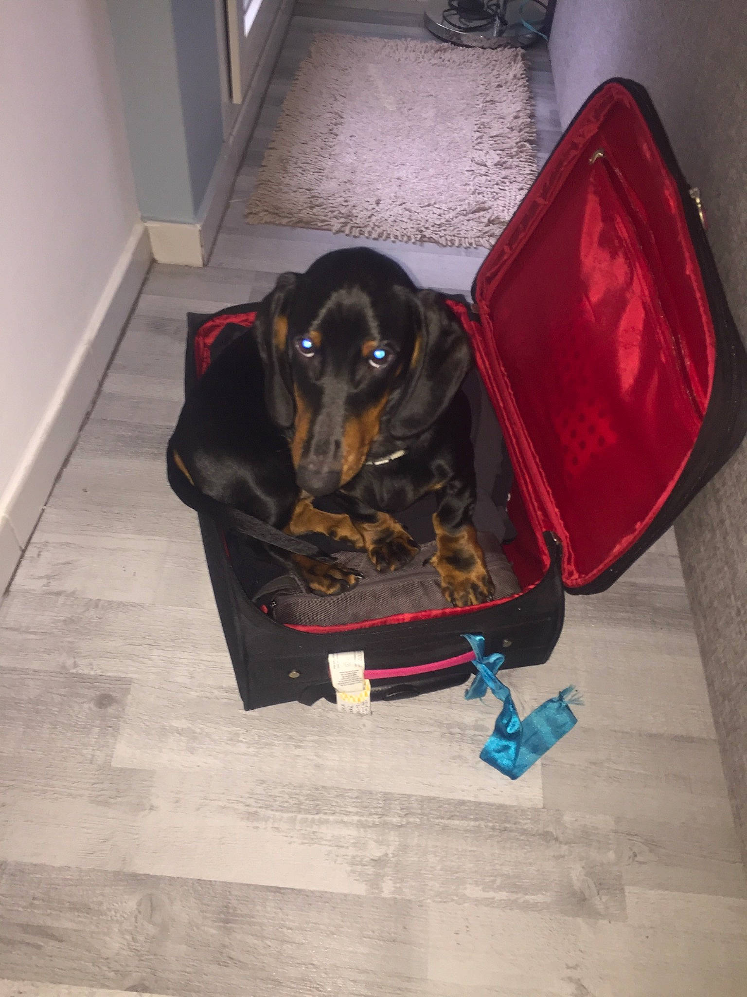 Dyson participe au concours pour gagner de l'argent avec cette photo : beagador, canidae, carnivore, dachshund, dog, dog_breed, hound