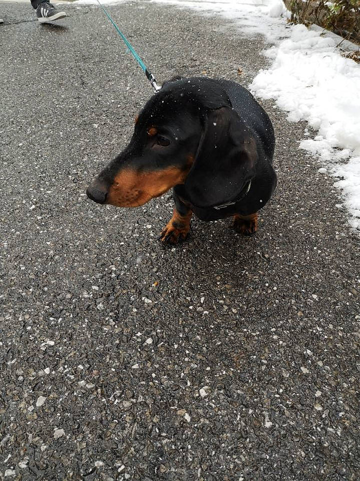 Dyson a rejoint le concours — aidez-le/la à gagner de superbes lots ! alpine_dachsbracke, bruno_jura_hound, canidae, carnivore, dachshund, dog, dog_breed, hellenikos_ichnilatis, hound, hunting_dog, snout, transylvanian_hound