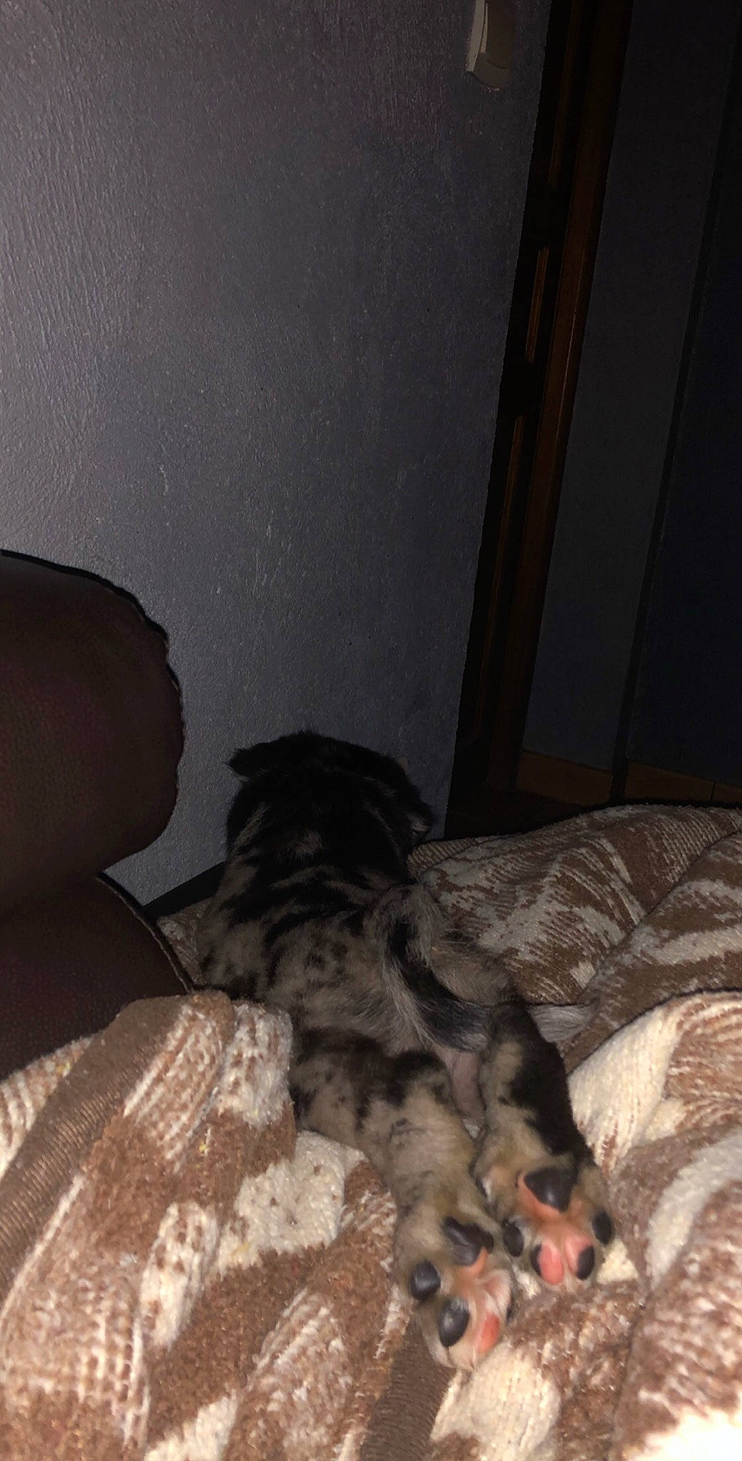 Ruby participe au concours pour gagner de l'argent avec cette photo : bed, canidae, carnivore, cat, dog_breed, felidae, kitten, non_sporting_group, room, small_to_medium_sized_cats