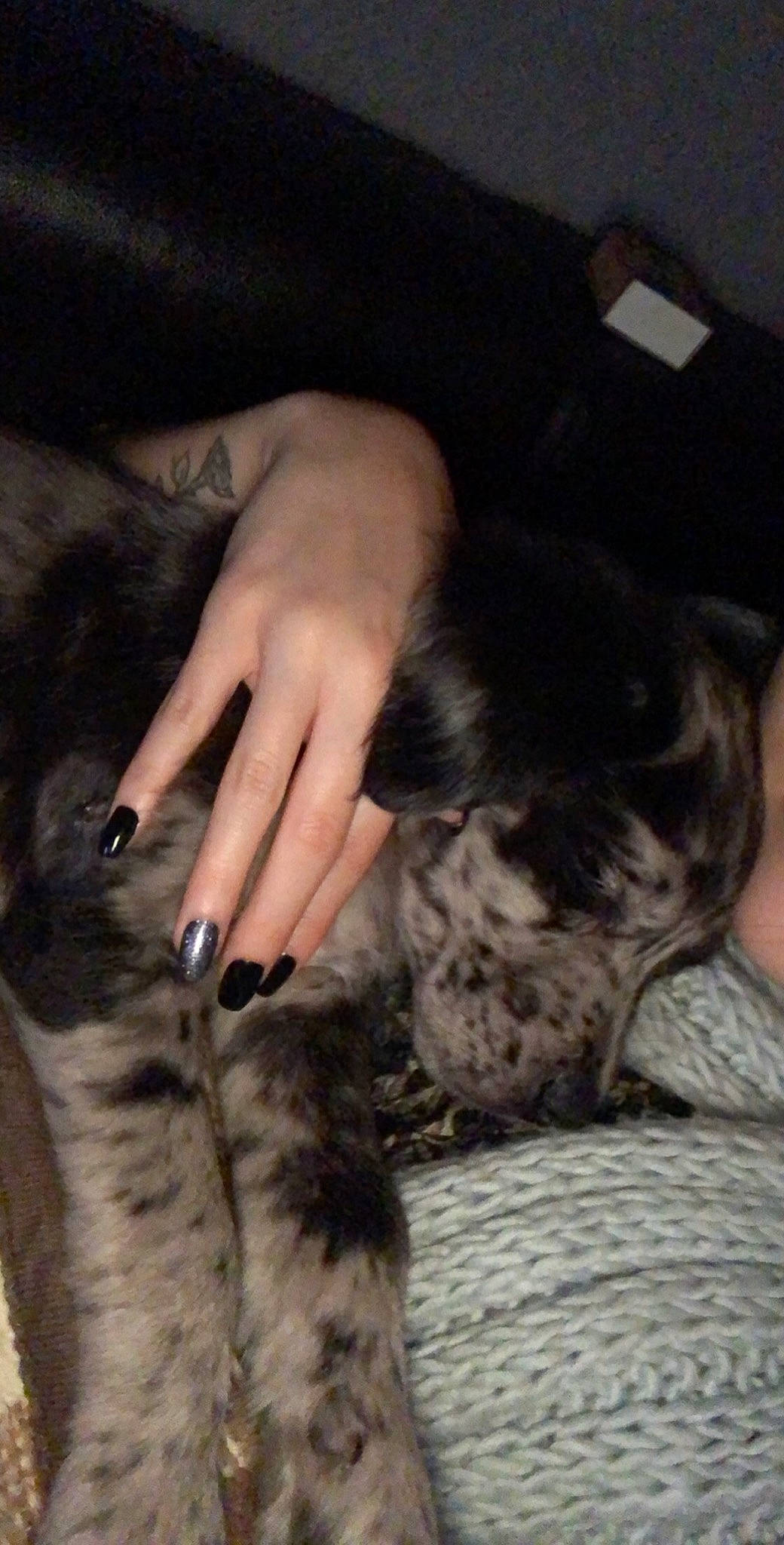 Ruby a rejoint le concours — aidez-le/la à gagner de superbes lots ! canidae, carnivore, cat, claw, dog_breed, ear, felidae, finger, fur, hand, nail, small_to_medium_sized_cats, sporting_group, whiskers