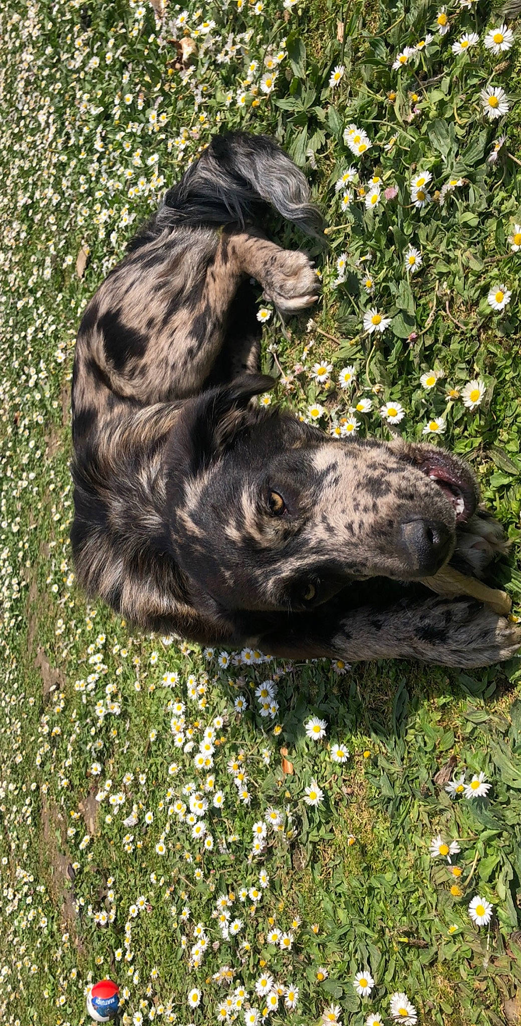 Ruby a rejoint le concours — aidez-le/la à gagner de superbes lots ! blue_picardy_spaniel, canidae, carnivore, dog, dog_breed, german_spaniel, guard_dog, mammal, scottish_deerhound, sporting_group, vertebrate