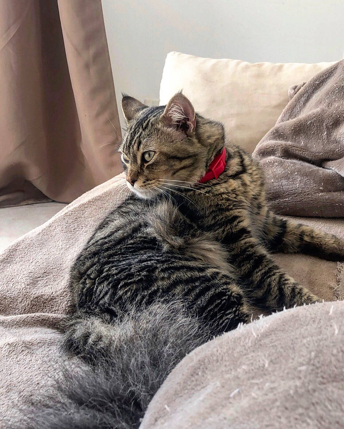 Eiko participe au concours pour gagner de l'argent avec cette photo : american_shorthair, asian, black_and_white, british_shorthair, carnivore, cat, domestic_short_haired_cat, dragon_li, ear, egyptian_mau, european_shorthair, eye, felidae, fur, kitten, mammal, small_to_medium_sized_cats, snout, tabby_cat, whiskers