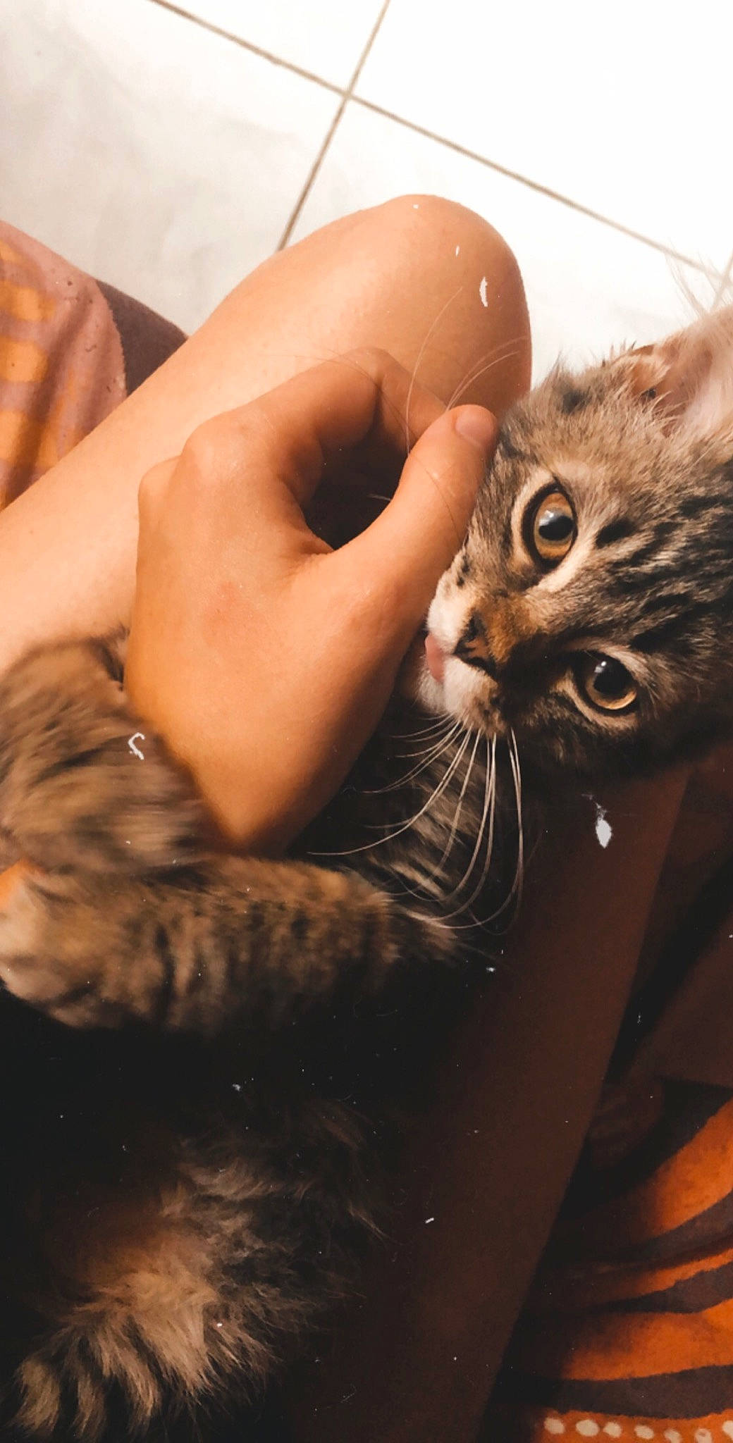 Eiko participe au concours pour gagner de l'argent avec cette photo : american_shorthair, asian, bengal, carnivore, cat, domestic_short_haired_cat, ear, egyptian_mau, european_shorthair, eye, felidae, finger, fur, hand, kitten, skin, small_to_medium_sized_cats, tabby_cat, toyger, whiskers