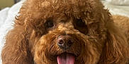 Chloe joined the competition — help win amazing prizes! dog, poodle, brown, curly_fur, tongue_out, pet, animal, cute, closeup, face, fur, indoor, bed, resting, happy, companion, adorable, mammal, domestic_animal, fluffy