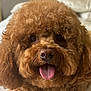 dog, poodle, brown, curly_fur, tongue_out, pet, animal, cute, closeup, face, fur, indoor, bed, resting, happy, companion, adorable, mammal, domestic_animal, fluffy
