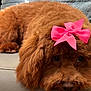 dog, brown, fluffy, bow, pink_bow, pet, cute, lying_down, couch, leather, indoor, relaxed, adorable, fur, animal, companion, domestic_animal, face, nose, ears