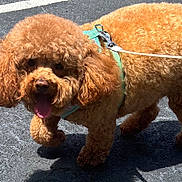 Chloe is registered to the contest to win money with this photo: dog, brown, curly_hair, fluffy, leash, harness, walking, outdoor, sunlight, asphalt, pet, canine, cute, tongue_out, happy, small_dog, animal, mammal, companion, friendly