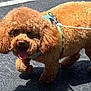 dog, brown, curly_hair, fluffy, leash, harness, walking, outdoor, sunlight, asphalt, pet, canine, cute, tongue_out, happy, small_dog, animal, mammal, companion, friendly