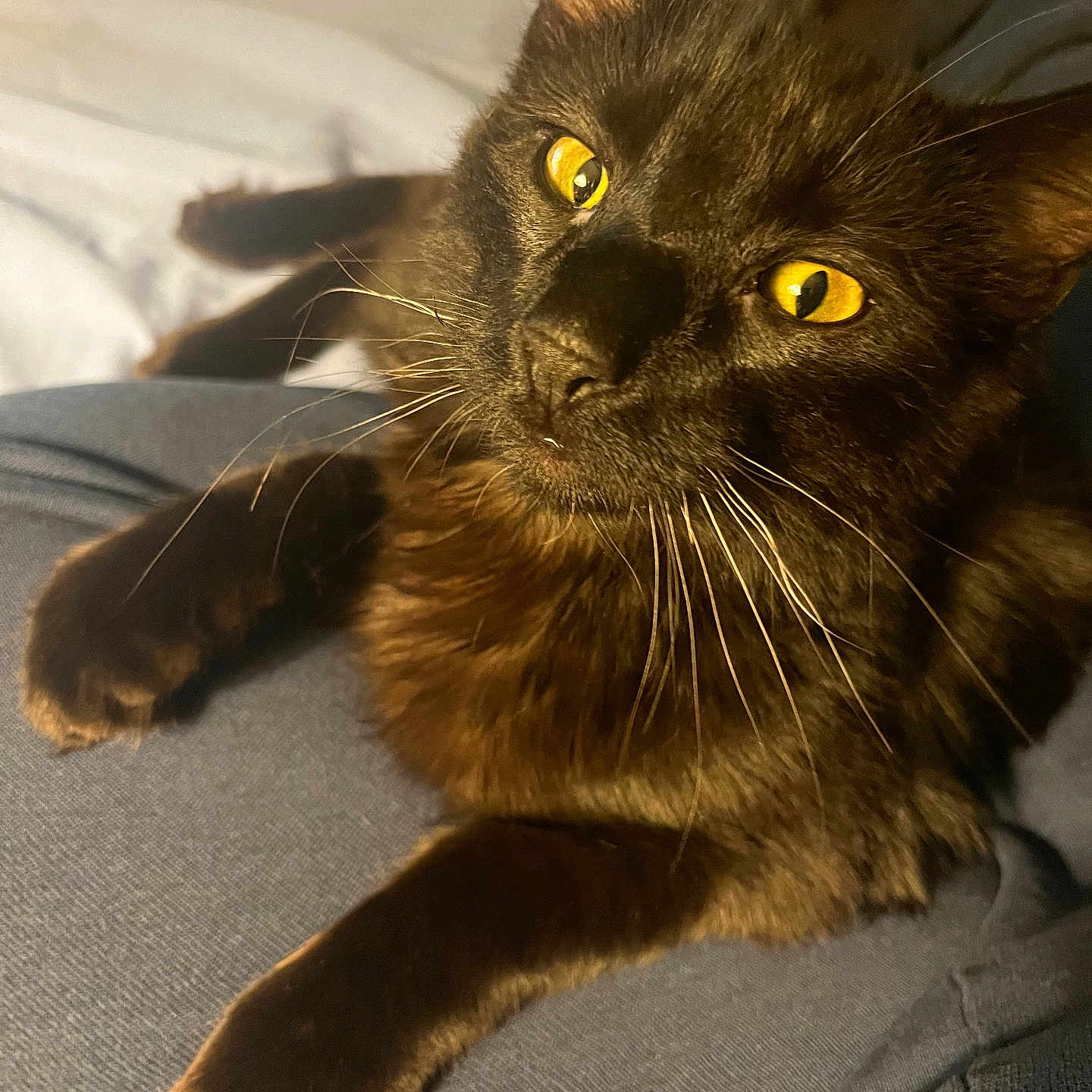 Binx joined the competition — help win amazing prizes! abyssinian, animal, blackcat, brasssection, cat, couch, furniture, horn, kitten, manx, musicalinstrument, pet