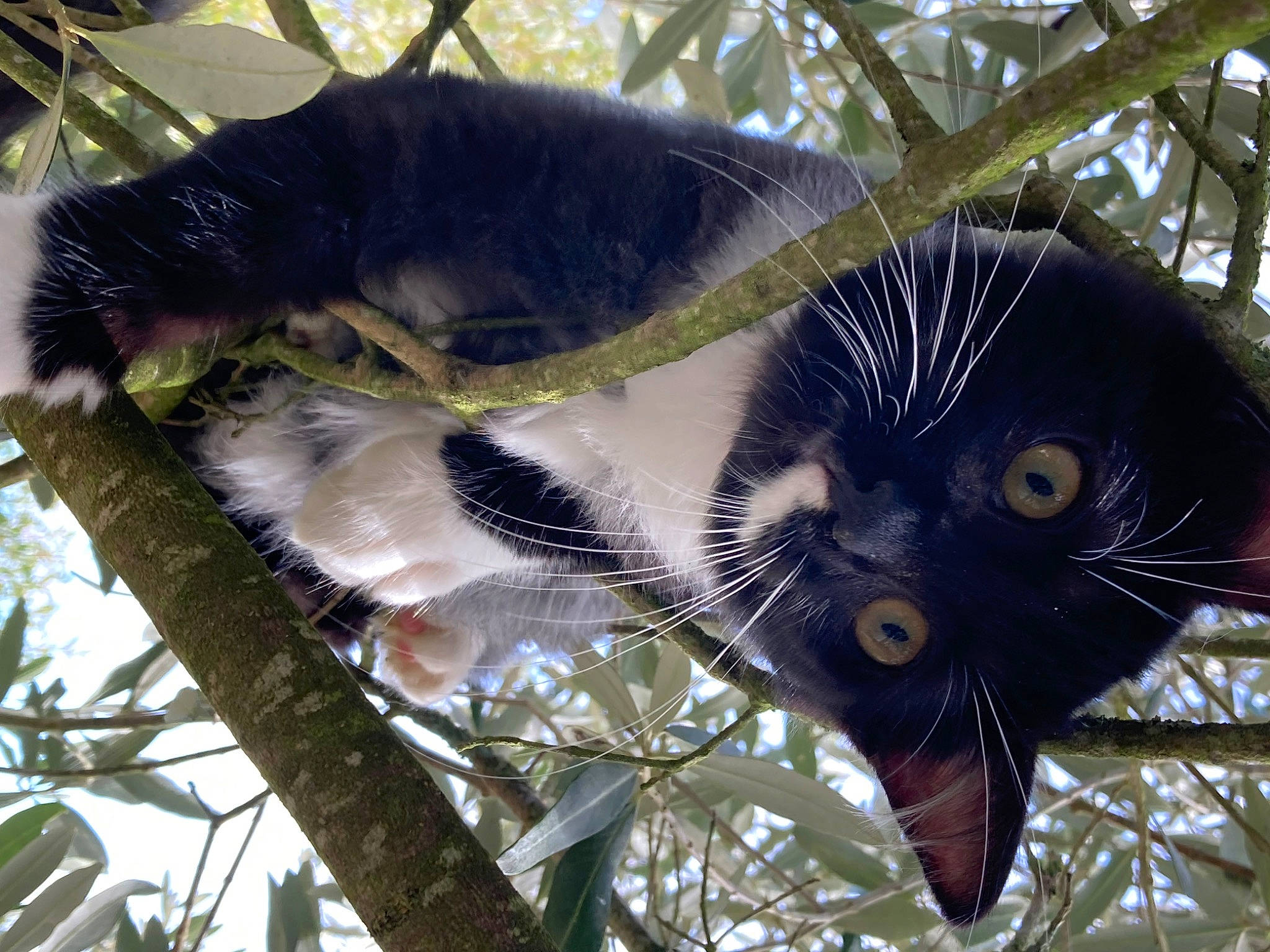 Chaussette participe au concours pour gagner de l'argent avec cette photo : botany, branch, carnivore, cat, felidae, fur, leaf, mammal, organism, plant, small_to_medium_sized_cats, snout, tail, terrestrial_animal, terrestrial_plant, tree, trunk, twig, vertebrate, whiskers