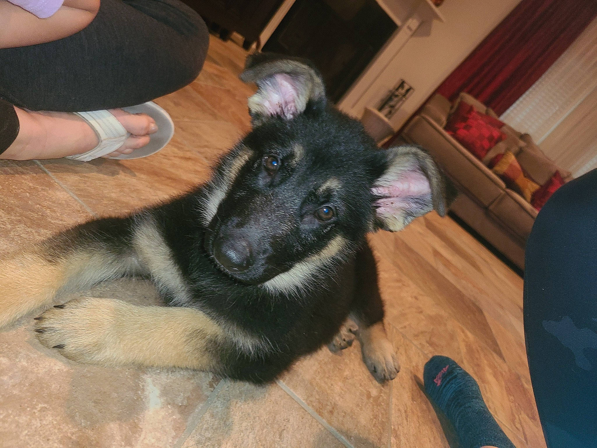 Harley joined the competition — help win amazing prizes! bookcase, canidae, carnivore, comfort, companion_dog, dog, dog_breed, fawn, flooring, foot, fur, guard_dog, hardwood, paw, picture_frame, snout, sporting_group, wood, working_dog