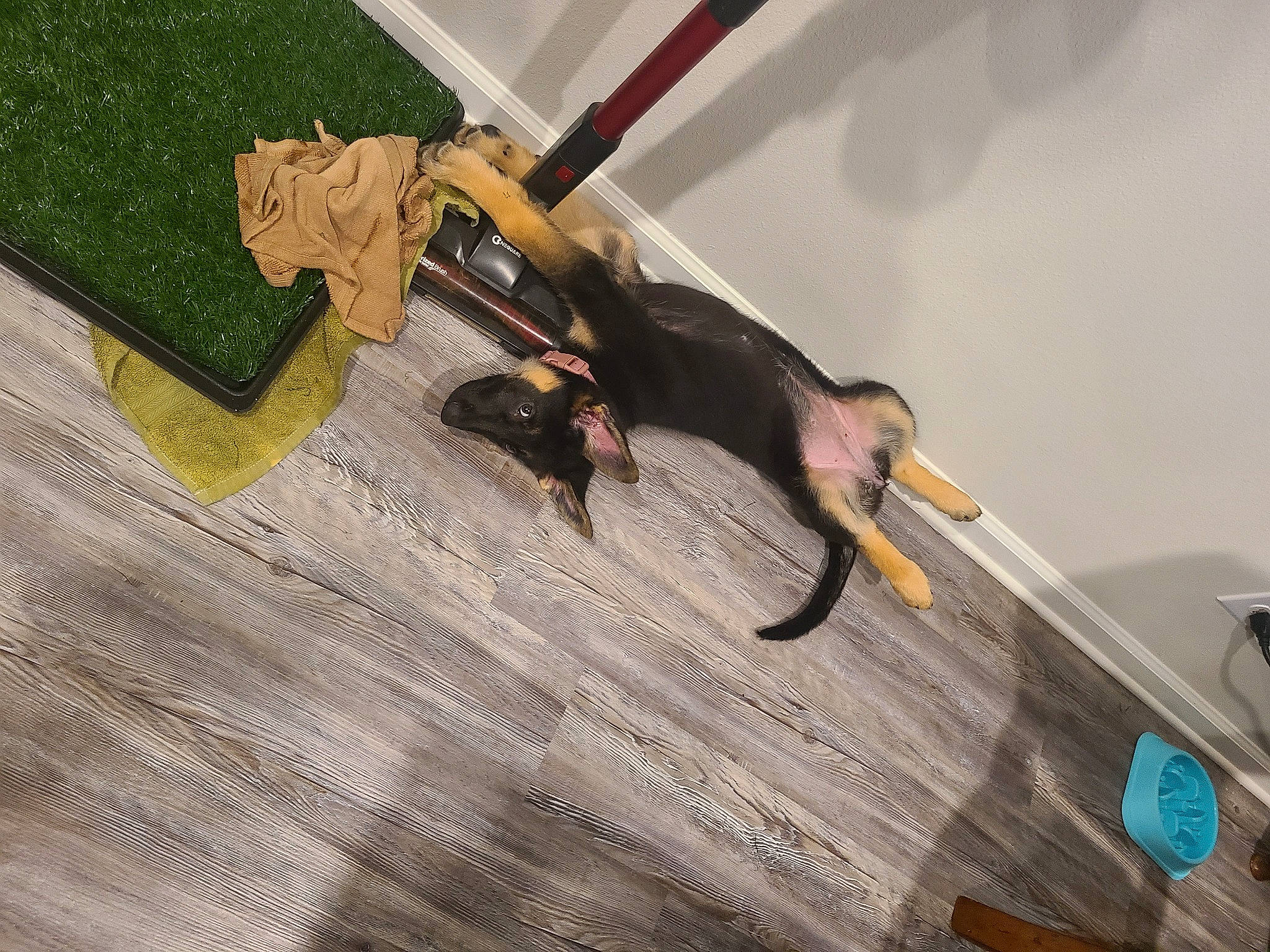 Harley joined the competition — help win amazing prizes! amphibian, claw, flooring, hardwood, laminate_flooring, lizard, plant, plywood, power_tool, reptile, shadow, tail, tool, wood, wood_flooring, wood_stain, wrist