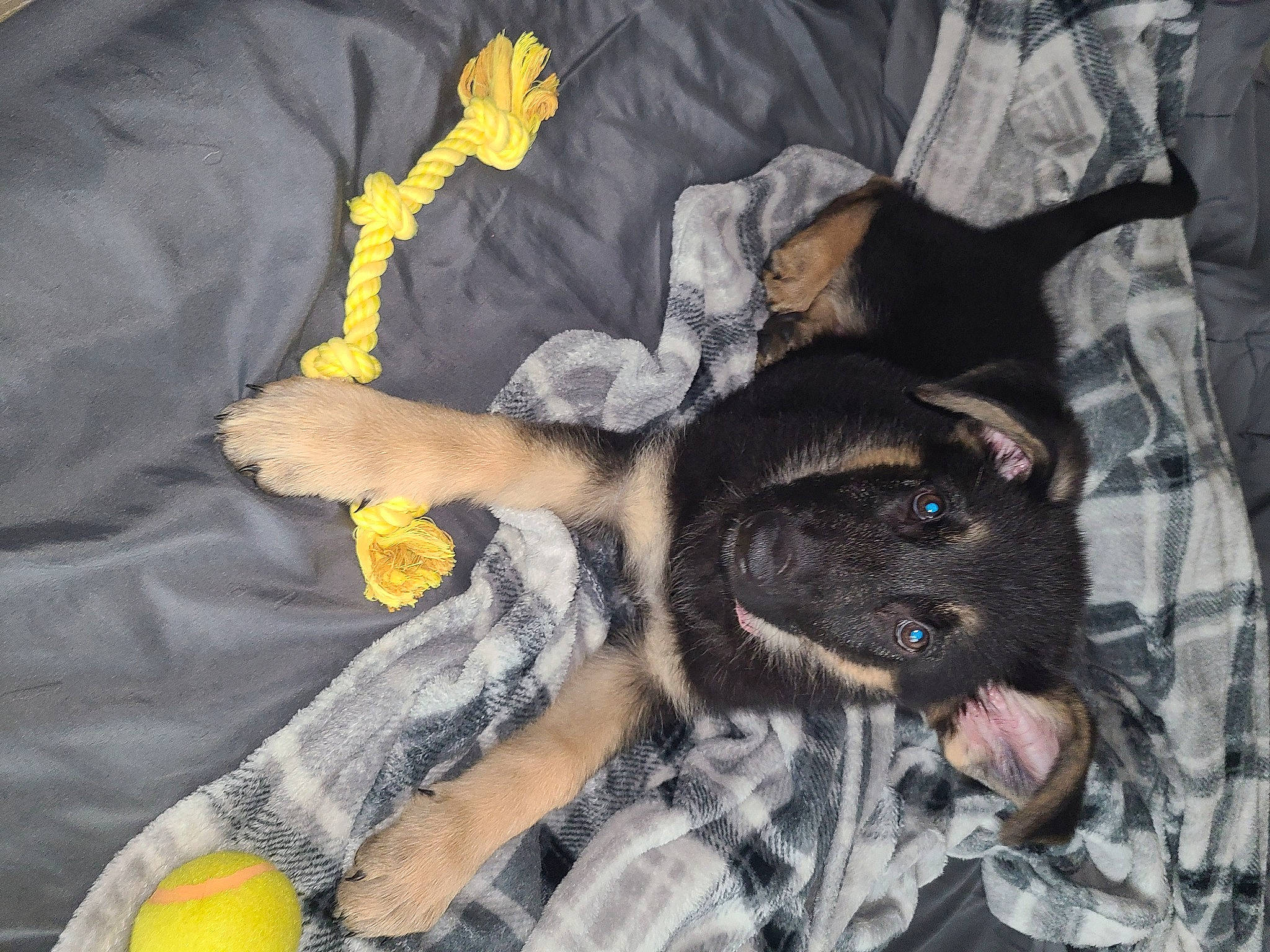 Harley joined the competition — help win amazing prizes! ball, bed, carnivore, comfort, companion_dog, dog, dog_breed, dog_supply, fawn, fur, guard_dog, linens, nap, pattern, paw, plaid, sporting_group, tail, tartan, toy_dog