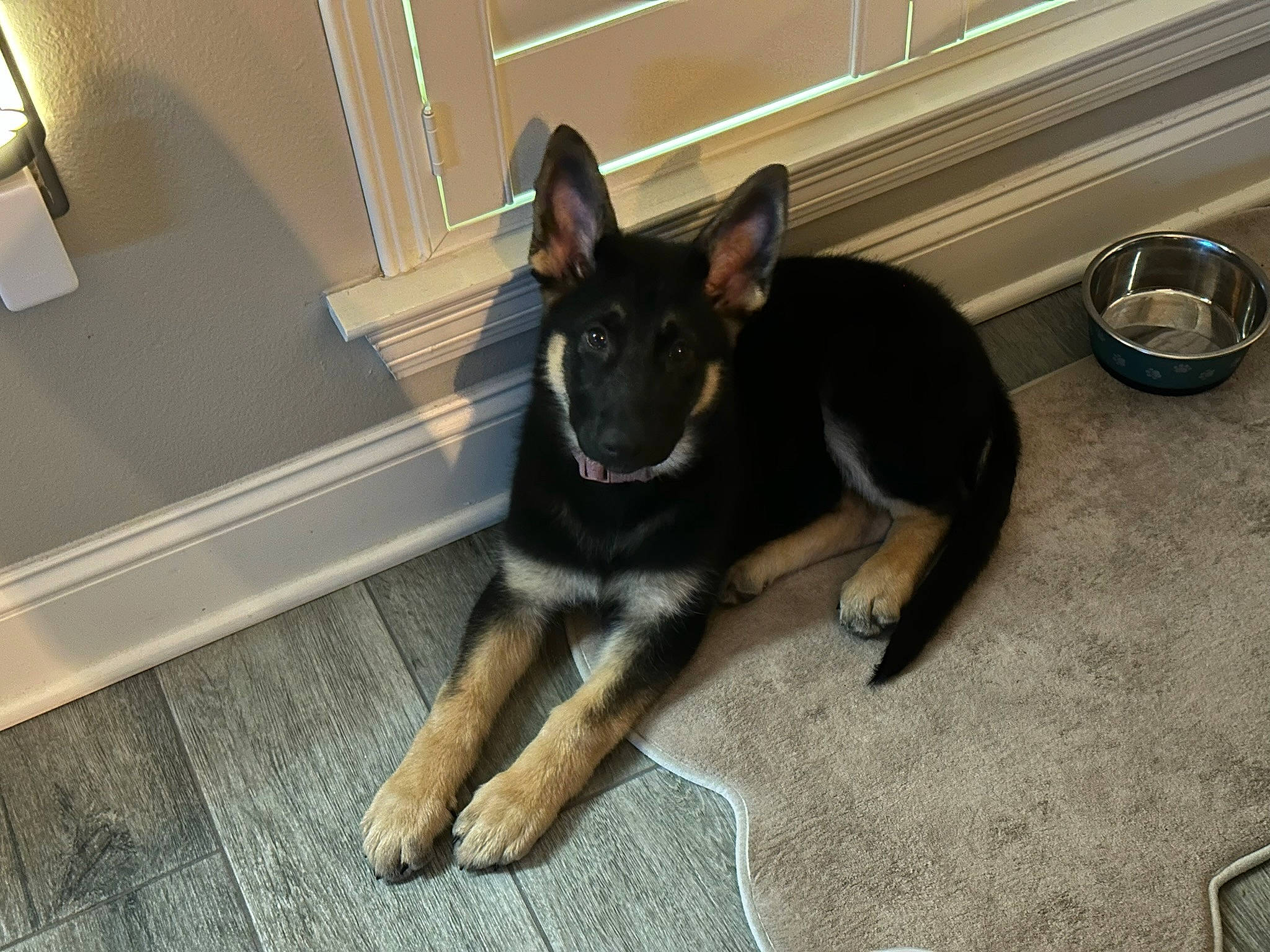 Harley is registered to the contest to win money with this photo: carnivore, companion_dog, dog, dog_breed, dog_supply, east_european_shepherd, flooring, german_shepherd_dog, guard_dog, herding_dog, kitchen_utensil, paw, snout, sporting_group, tail, working_dog