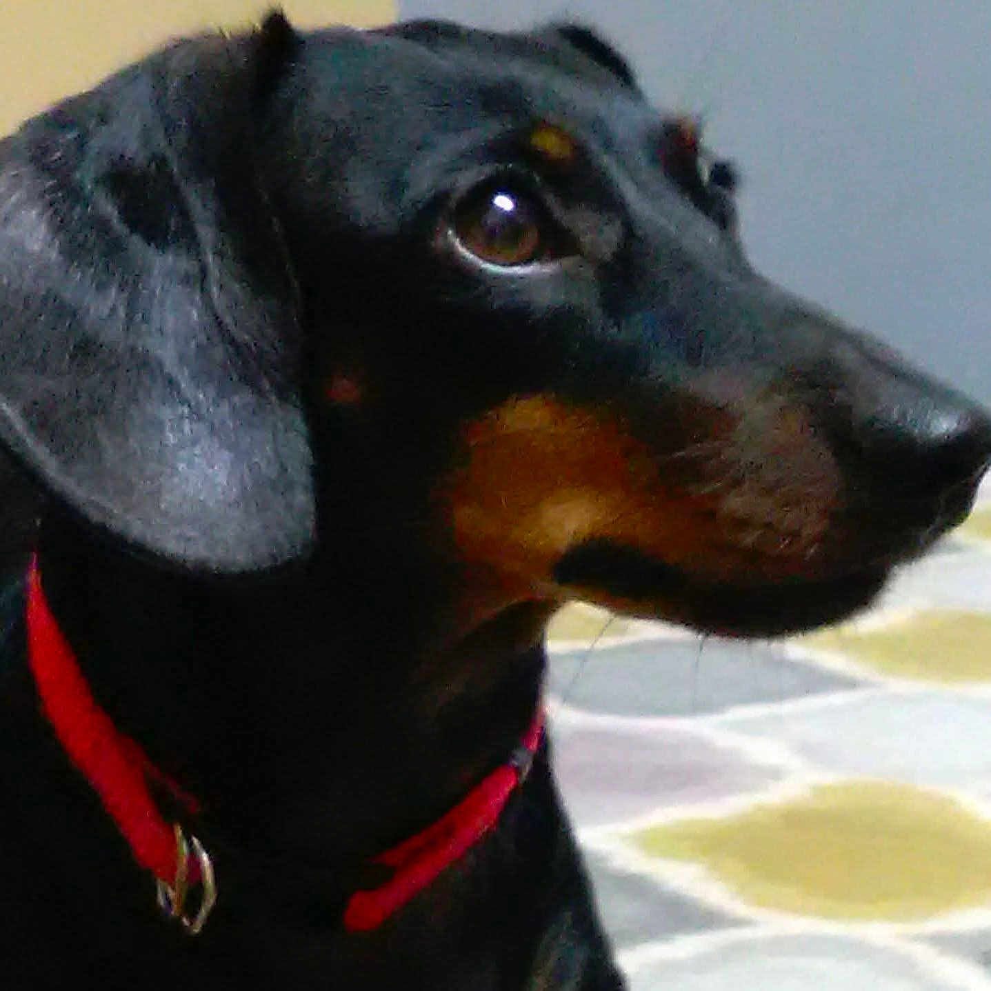 Bibber joined the competition — help win amazing prizes! animal, black_dog, brown_eyes, canine, close_up, dog, domestic_animal, ears, face, floor, fur, indoor, mammal, patterned_rug, pet, portrait, red_collar, side_view, snout, watchful