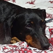 Bibber joined the competition — help win amazing prizes! dog, black_dog, pet, bed, blanket, pattern, indoor, resting, animal, closeup, sleepy, fur, face, canine, comfort, cozy, domestic, laying_down, muzzle, relaxed