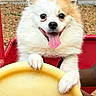 dog, happy, tongue_out, playground, steering_wheel, red, yellow, fur, pet, animal, cute, outdoor, smiling, white, tan, paw, seat, fun, park, closeup