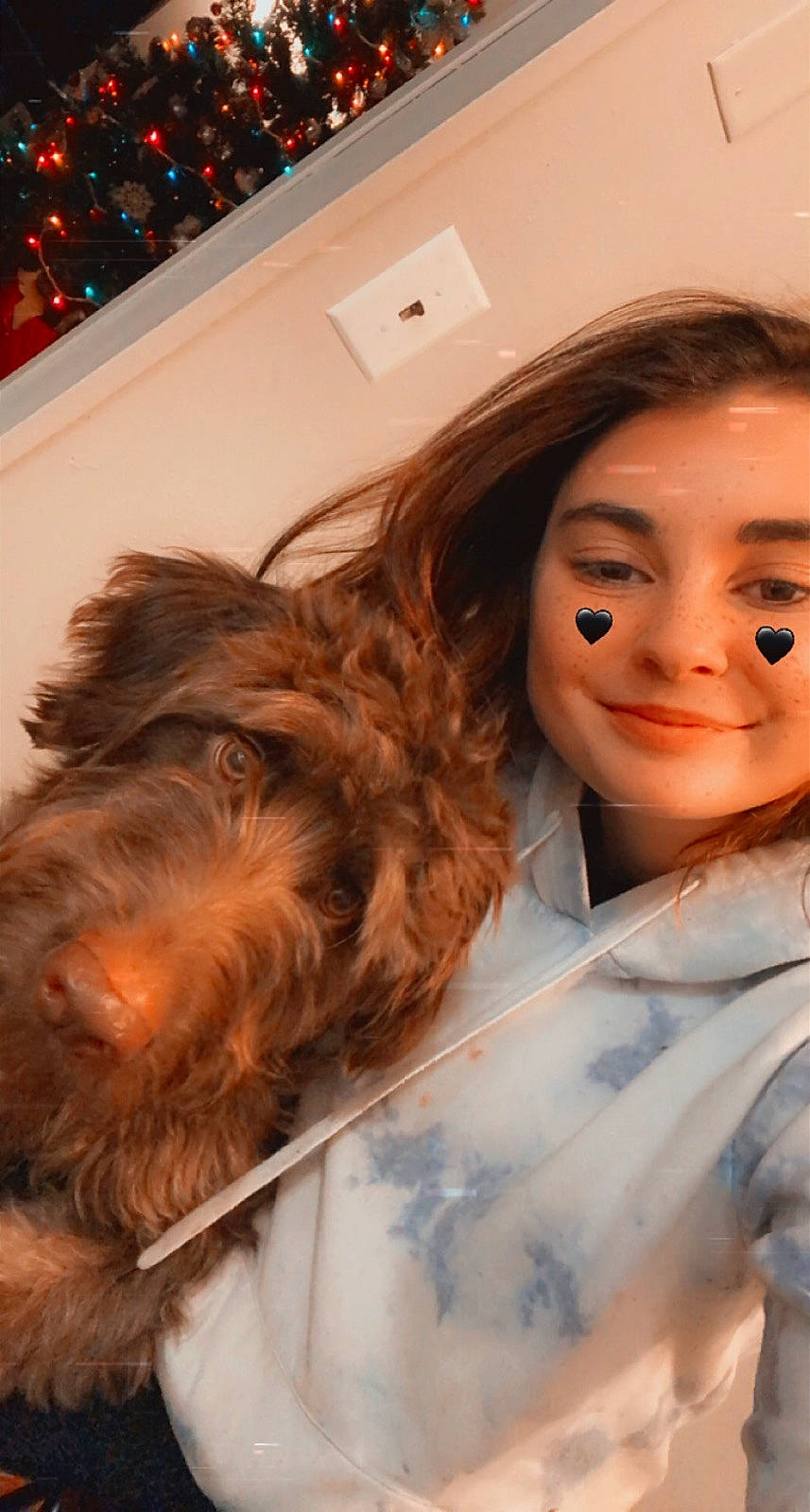 Valentine is registered to the contest to win money with this photo: brown_hair, carnivore, christmas_decoration, companion_dog, costume, dog, dog_breed, fur, labradoodle, lip, liver, ringlet, selfie, sporting_group, terrier, toy_dog, water_dog