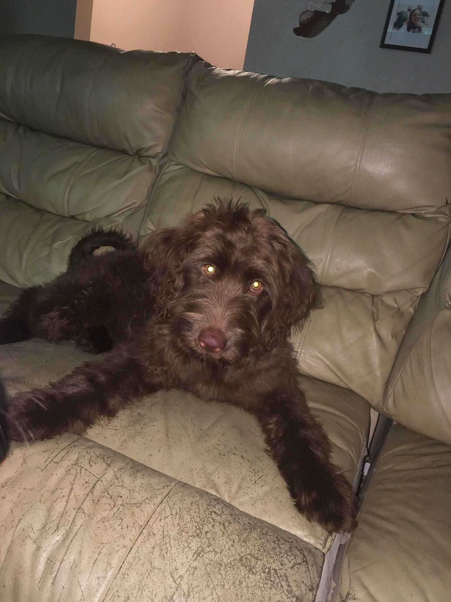 Valentine joined the competition — help win amazing prizes! brown, canidae, carnivore, companion_dog, couch, dog, dog_breed, fur, home, interior_design, liver, living_room, picture_frame, room, sofa_bed, sporting_group, studio_couch, vertebrate, wall_clock, working_animal