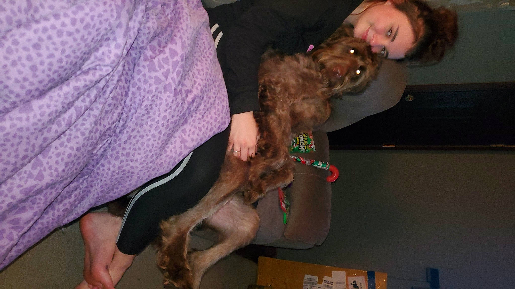 Valentine joined the competition — help win amazing prizes! brown_hair, canidae, carnivore, companion_dog, dog, dog_breed, fawn, fur, human, interaction, liver, nail, paw, puppy_love, purple, sporting_group