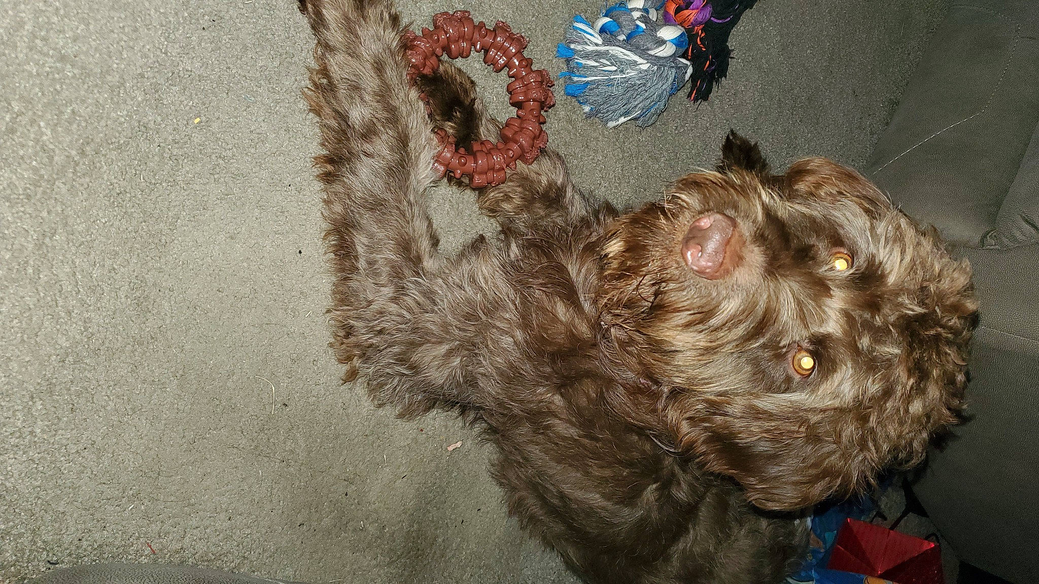 Valentine joined the competition — help win amazing prizes! canidae, carnivore, companion_dog, dog, dog_breed, fur, insect, liver, non_sporting_group, poodle_crossbreed, small_terrier, sporting_group, terrier, toy_dog, water_dog, working_animal, working_dog