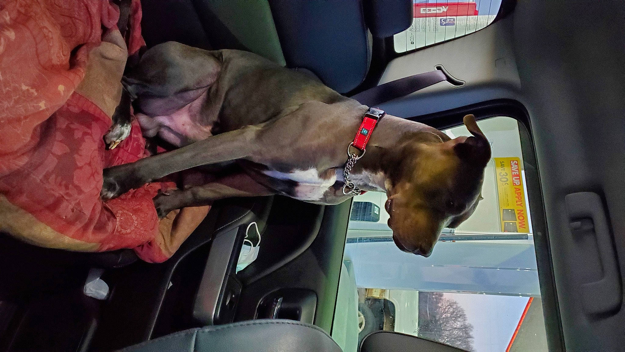 Prometheus joined the competition — help win amazing prizes! automotive_mirror, automotive_window_part, canidae, car_seat, carnivore, collar, companion_dog, dog, dog_breed, dog_collar, glass, leash, liver, mammal, pet_supply, rear_view_mirror, snout, sporting_group, vehicle_door, windshield
