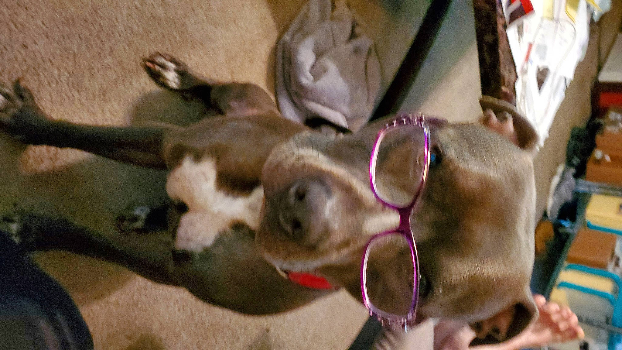 Prometheus joined the competition — help win amazing prizes! animal_shelter, canidae, carnivore, collar, companion_dog, dog, dog_breed, dog_collar, fawn, hunting_dog, liver, pet_supply, snout, sporting_group, terrestrial_animal, working_animal, working_dog